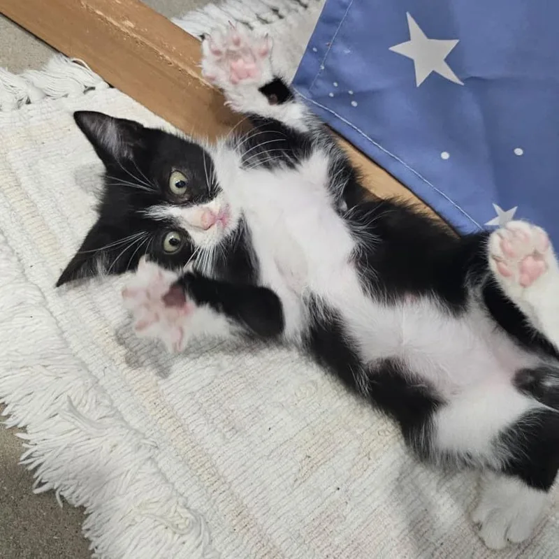 Tux thumbnail 2