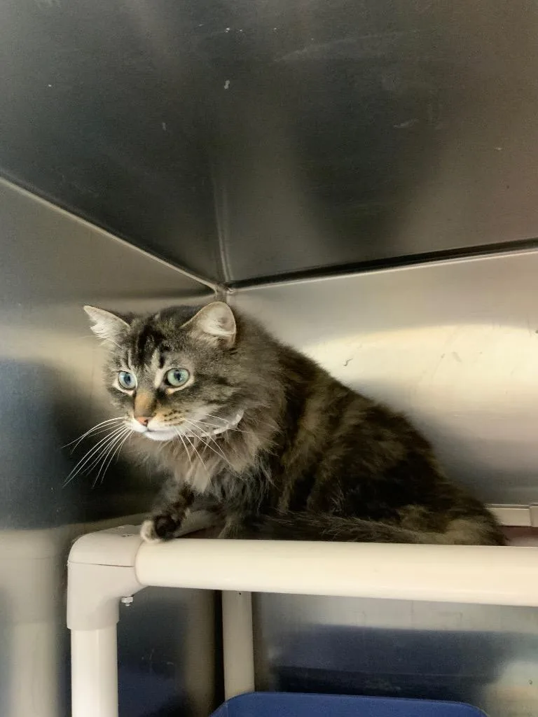 An adult medium-sized female Domestic Long Hair cat named Fiona for adoption in Black River Falls, WI