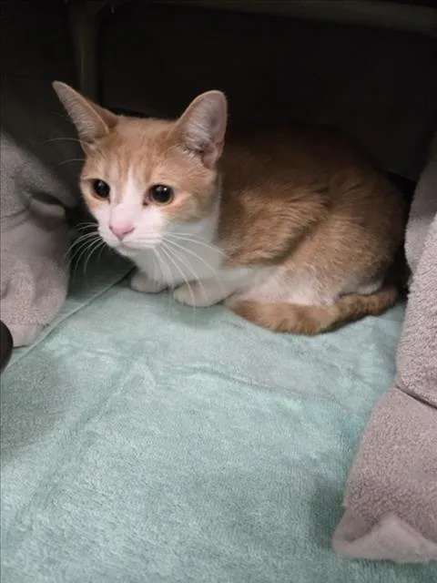A young small-sized male Domestic Short Hair cat named Shangrila for adoption in Derwood, MD