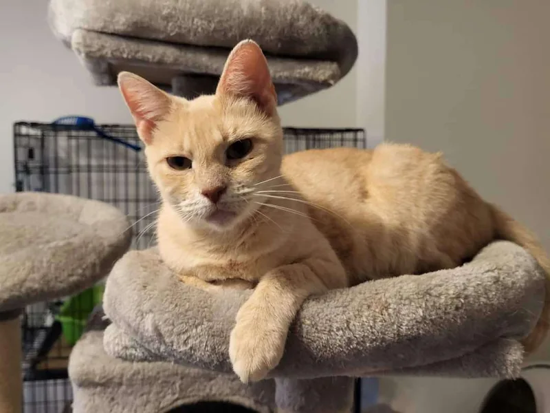 An adult medium-sized female Buff / Tan / Fawn Domestic Short Hair cat named Buffy for adoption in Sykesville, MD