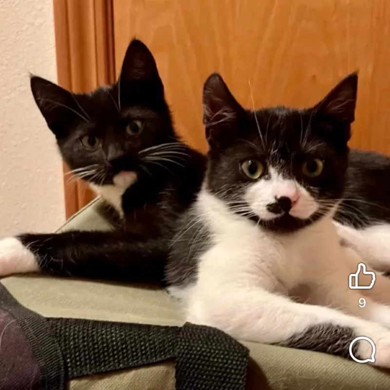 A baby small-sized female Domestic Short Hair cat named Fern for adoption in Cathlamet, WA
