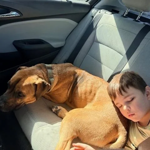 A young medium-sized male Boxer dog named Chance for adoption in Corsicana, TX