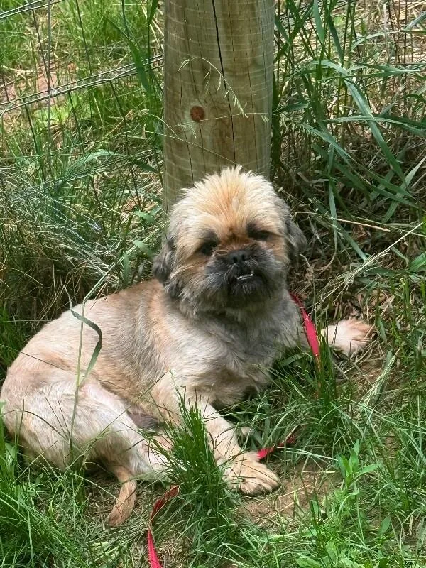 Simon