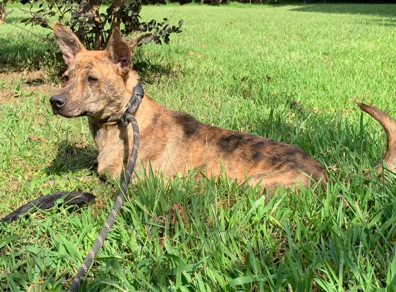 Gia