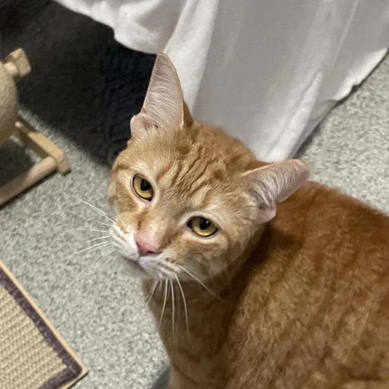An adult large-sized female Orange / Red Domestic Short Hair cat named Tangerine Dream for adoption in Chicago, IL