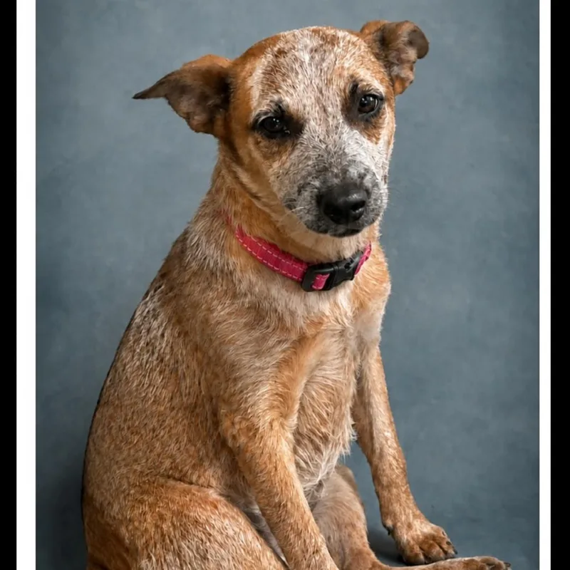 A baby medium-sized female Red / Chestnut / Orange Cattle Dog dog named Miranda for adoption in Phoenix, AZ