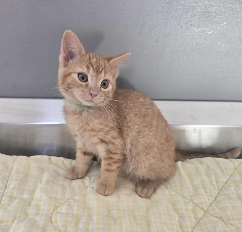 A baby small-sized female Tabby (Orange / Red) Domestic Short Hair cat named Liberty for adoption in Dickson, TN
