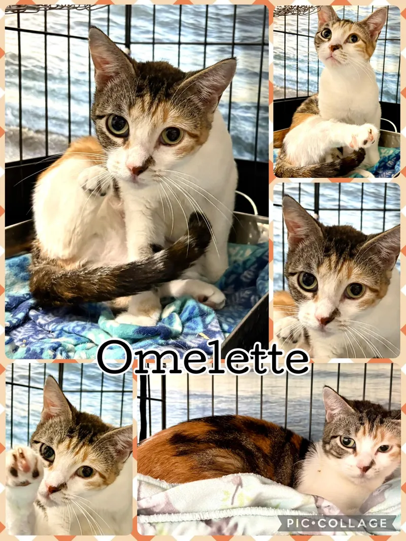 A young medium-sized female Calico Tabby cat named Omelette for adoption in Lawton, OK