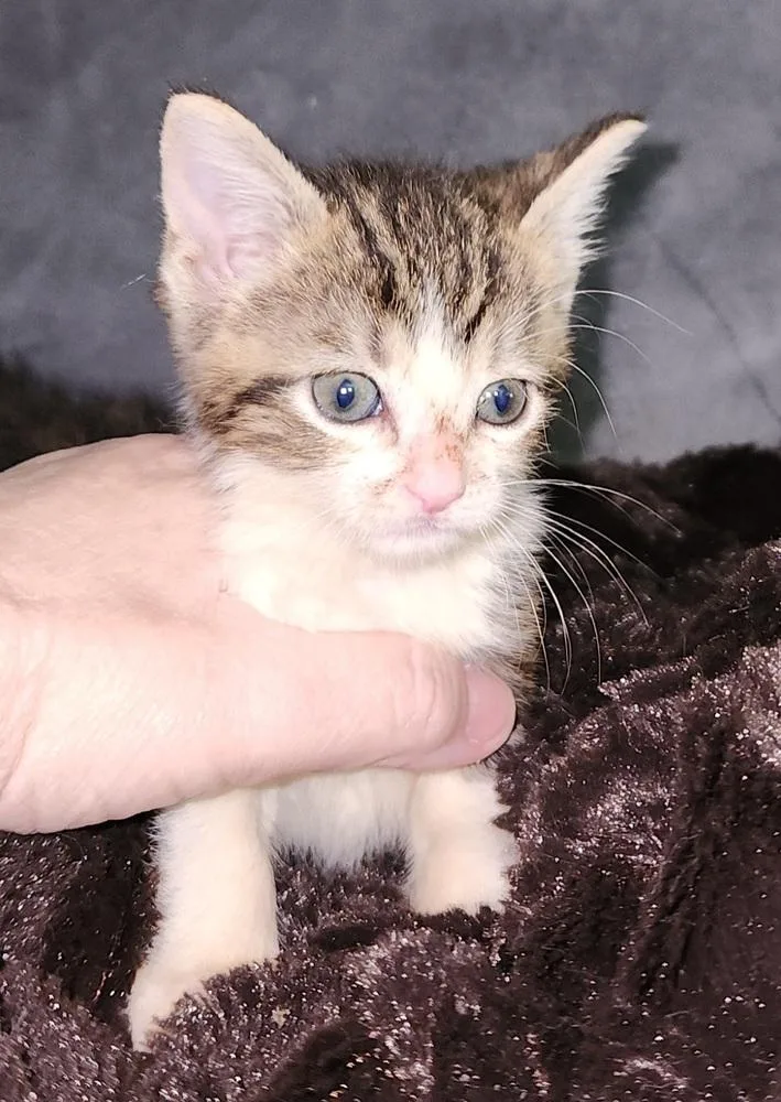 A baby small-sized female Black & White / Tuxedo Tabby cat named Faith for adoption in Chicago, IL