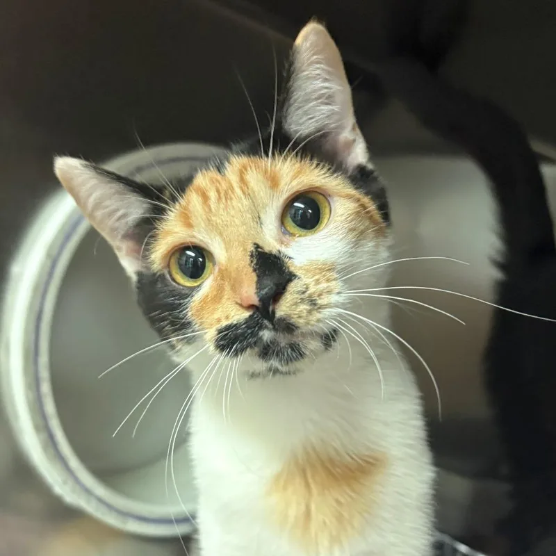 A baby small-sized female Calico Domestic Short Hair cat named Michelada for adoption in Charlottesville, VA