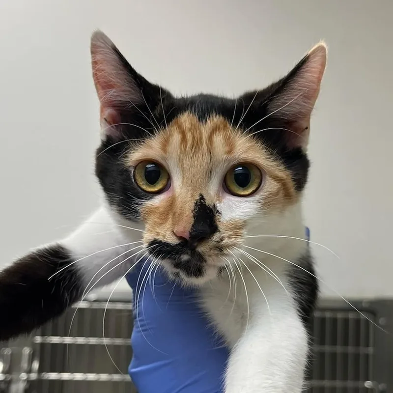 Michelada thumbnail 2