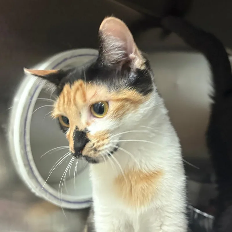 Michelada thumbnail 3