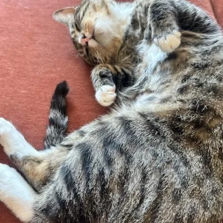 Little Whale thumbnail 3