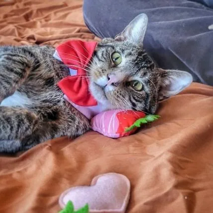 Little Whale thumbnail 6