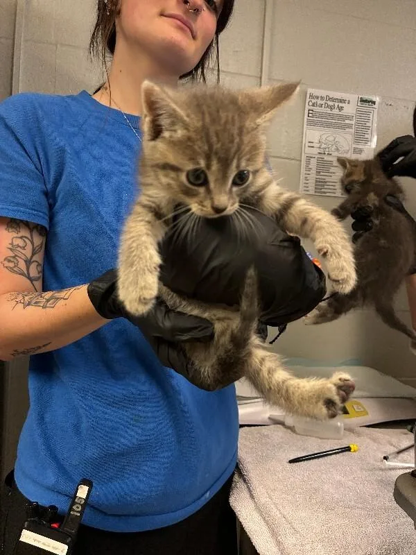 A young small-sized male Tabby (Gray / Blue / Silver) Domestic Short Hair cat named Chai for adoption in Cincinnati, OH