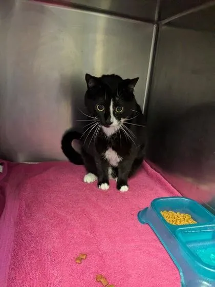 An adult small-sized female Domestic Short Hair cat named Bella for adoption in Gainesville, FL