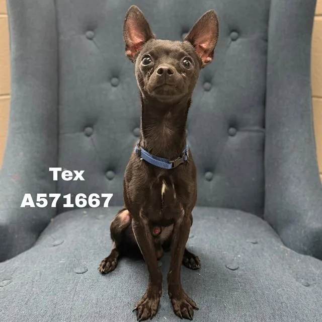 A baby small-sized male Chihuahua dog named Tex for adoption in Huntsville, AL