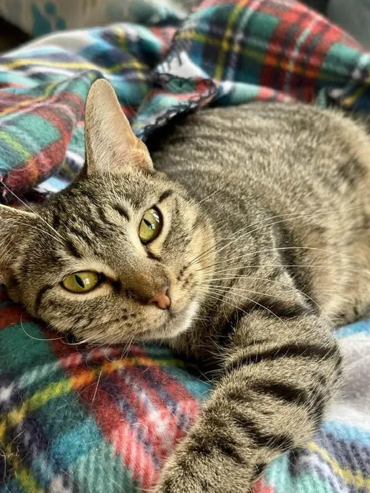 A young medium-sized female Tabby (Brown / Chocolate) Domestic Short Hair cat named Nature for adoption in Shreveport, LA