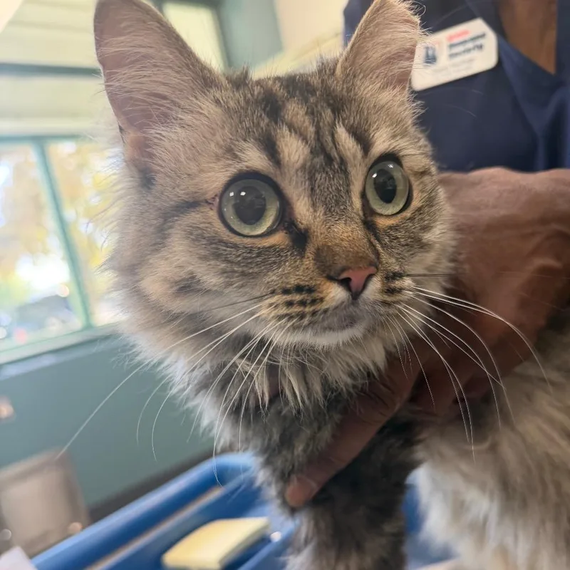 An adult medium-sized female Domestic Medium Hair cat named Scramble for adoption in Reno, NV