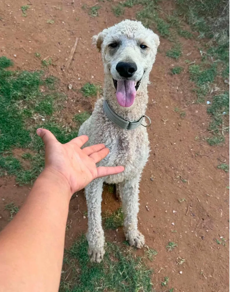 A young large-sized male Standard Poodle dog named Sponsor Me  Astro for adoption in Grafton, WI