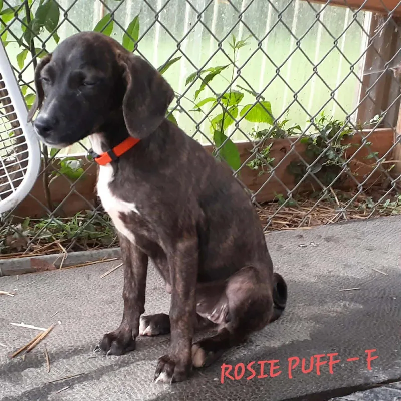 A baby medium-sized female Hound dog named Rosie Puff for adoption in Hinton, WV