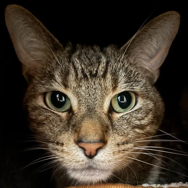 An adult medium-sized male Brown / Chocolate Domestic Short Hair cat named Manny for adoption in Washington Township, OH