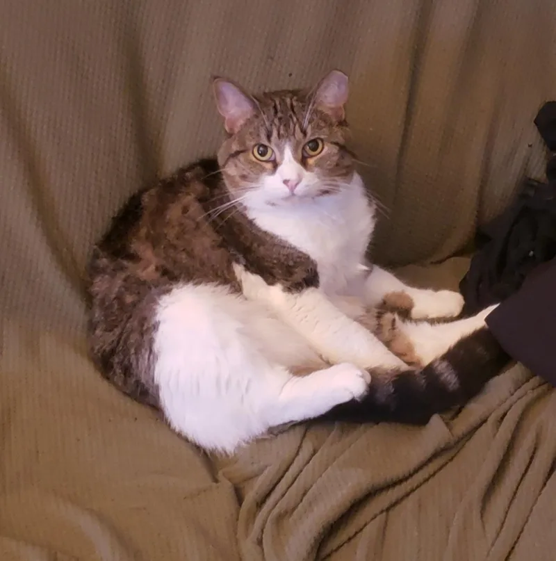 An adult medium-sized female Domestic Short Hair cat named Mama for adoption in Mayfield, NY