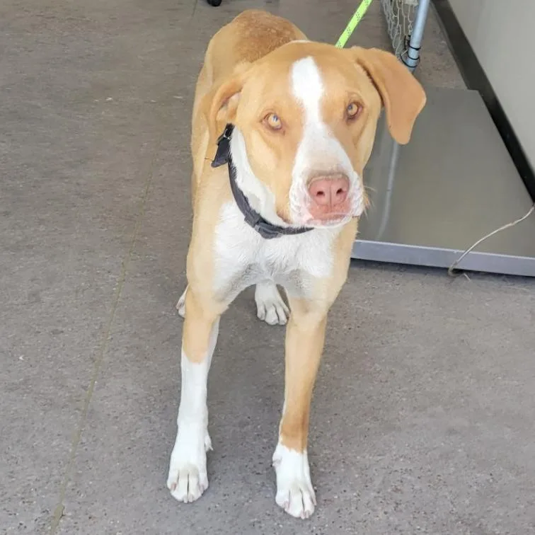 An adult large-sized male Yellow / Tan / Blond / Fawn Mixed Breed dog named Diego for adoption in Las Cruces, NM