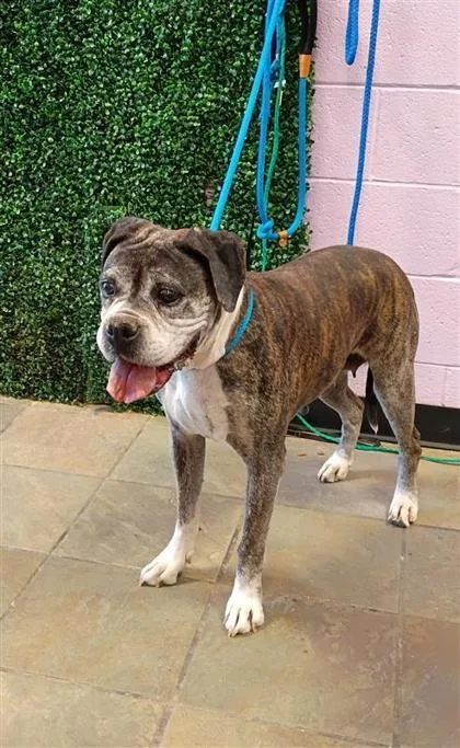 A senior large-sized female Brown / Chocolate Boxer dog named Margaret for adoption in El Paso, TX