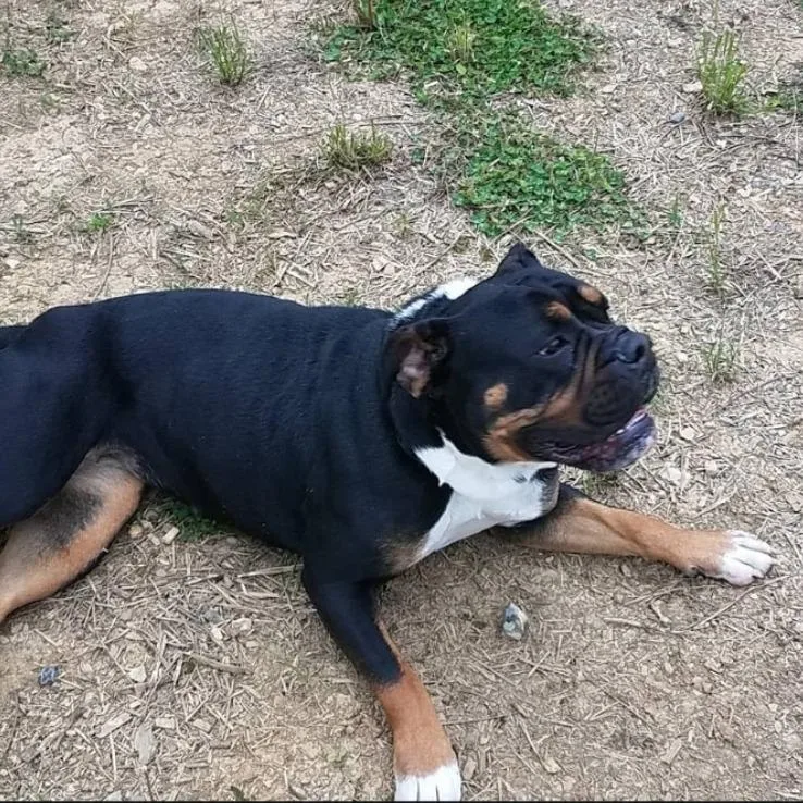 A senior small-sized female English Bulldog dog named Rhea for adoption in Lynchburg, VA