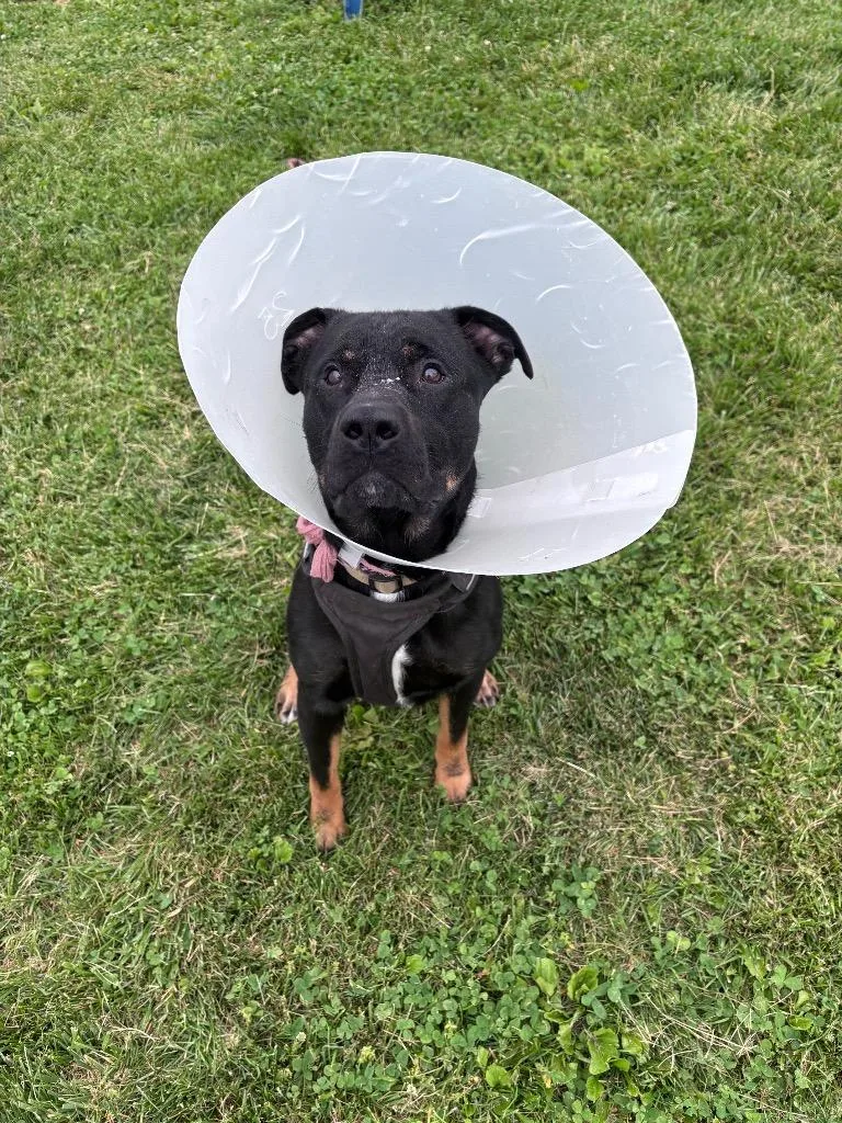 An adult large-sized male Rottweiler dog named Nox for adoption in New Manchester, WV