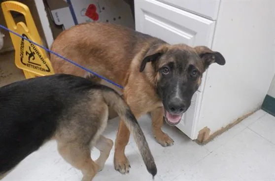 A young medium-sized male Belgian Shepherd / Malinois dog named A for adoption in Oroville, CA