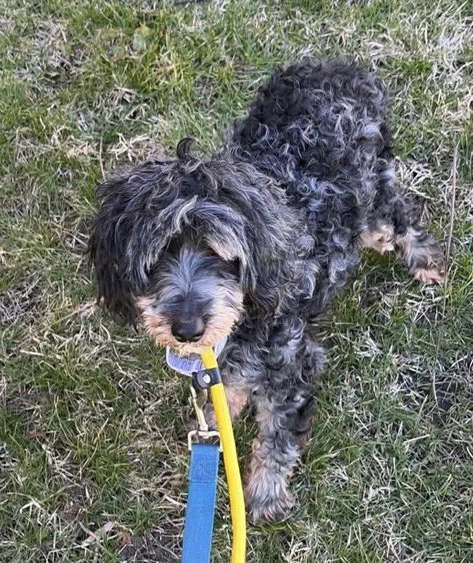 An adult small-sized female Aussiedoodle dog named Edie for adoption in South Bend, IN