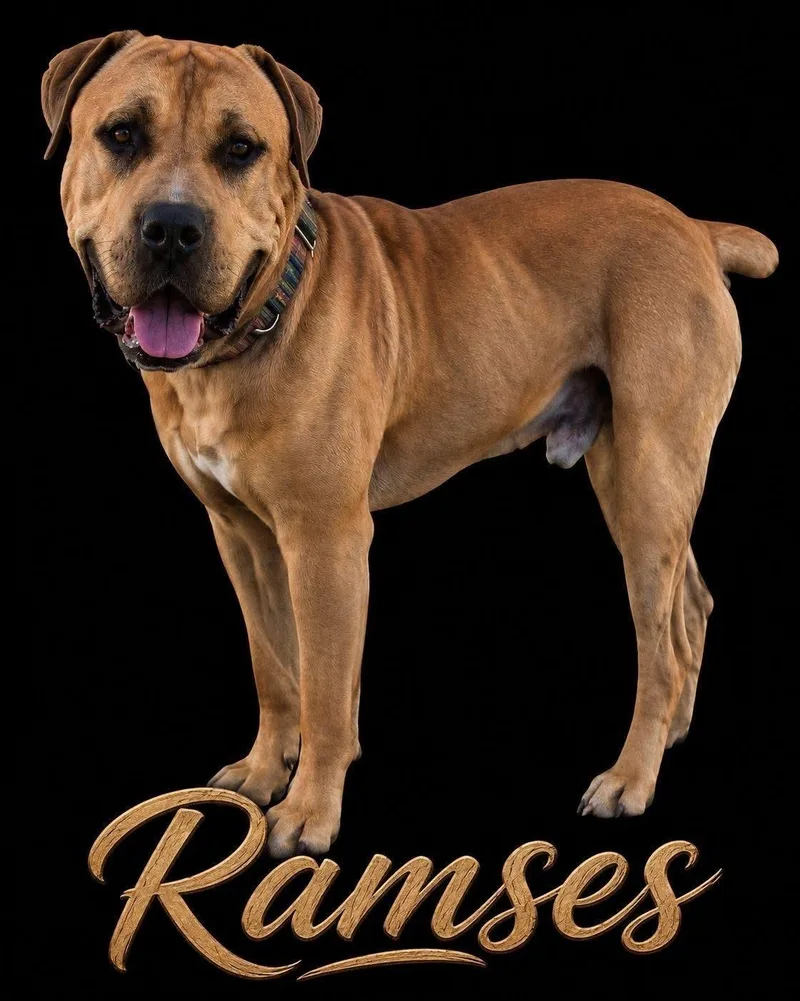 Ramses thumbnail 5