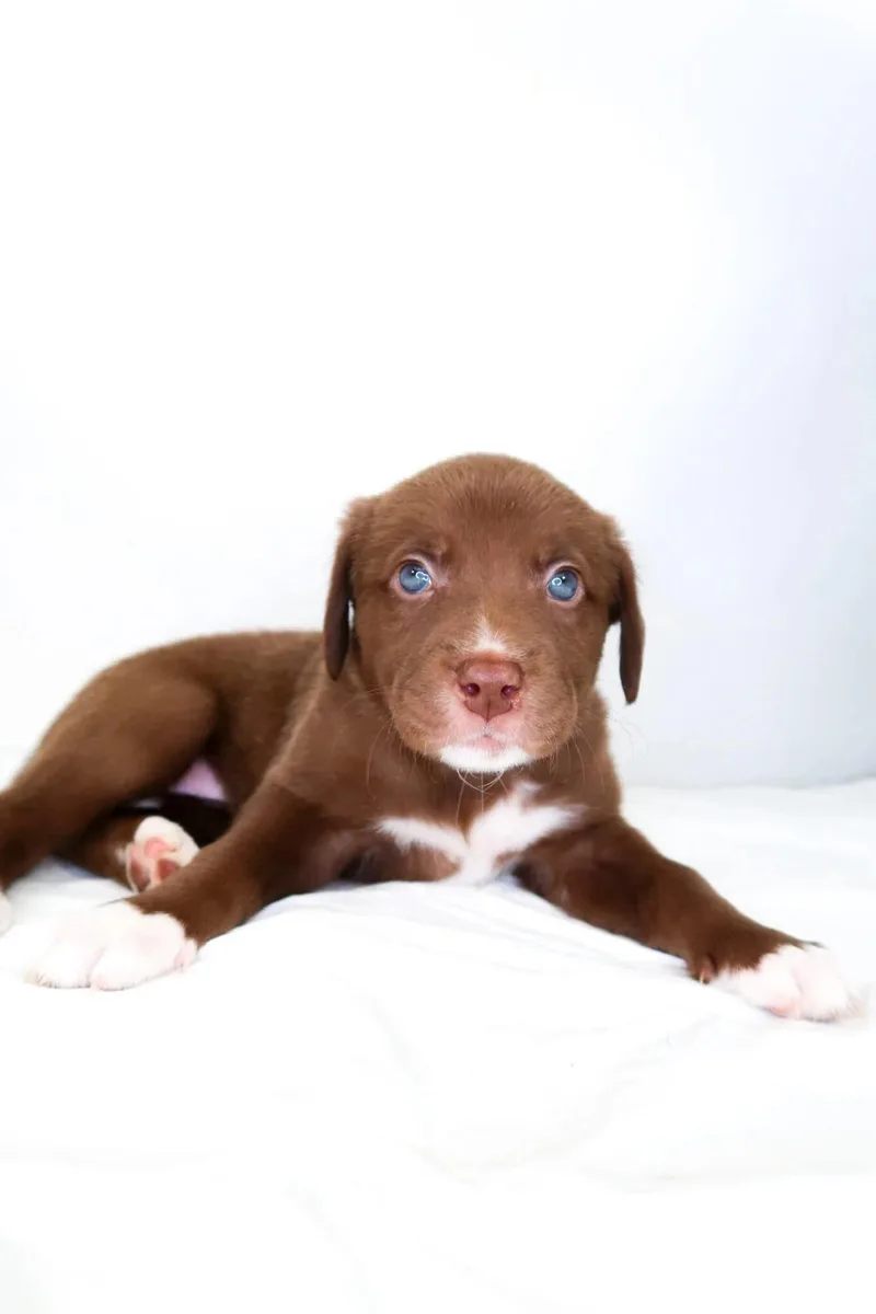 A baby medium-sized female Brown / Chocolate Shepherd dog named Rice Krispie for adoption in Bixby, OK