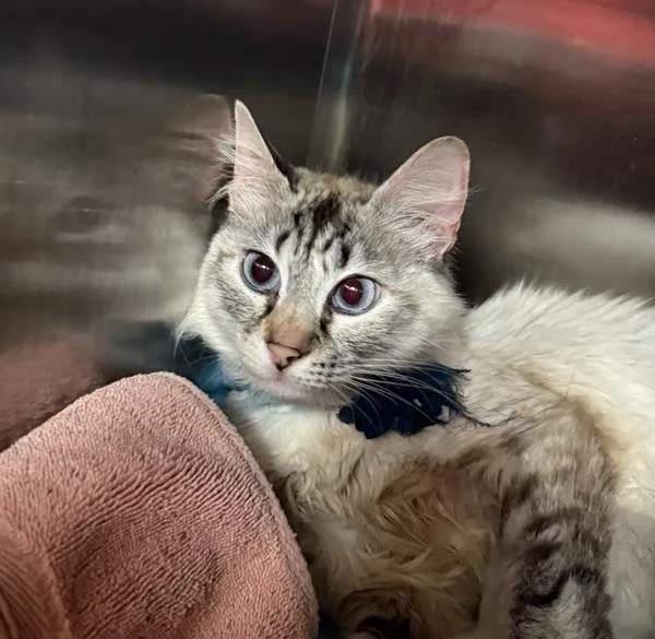 A young medium-sized female Domestic Short Hair cat named Zori for adoption in Silverdale, WA
