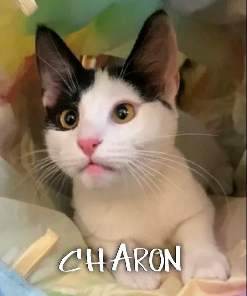 Charon thumbnail 4