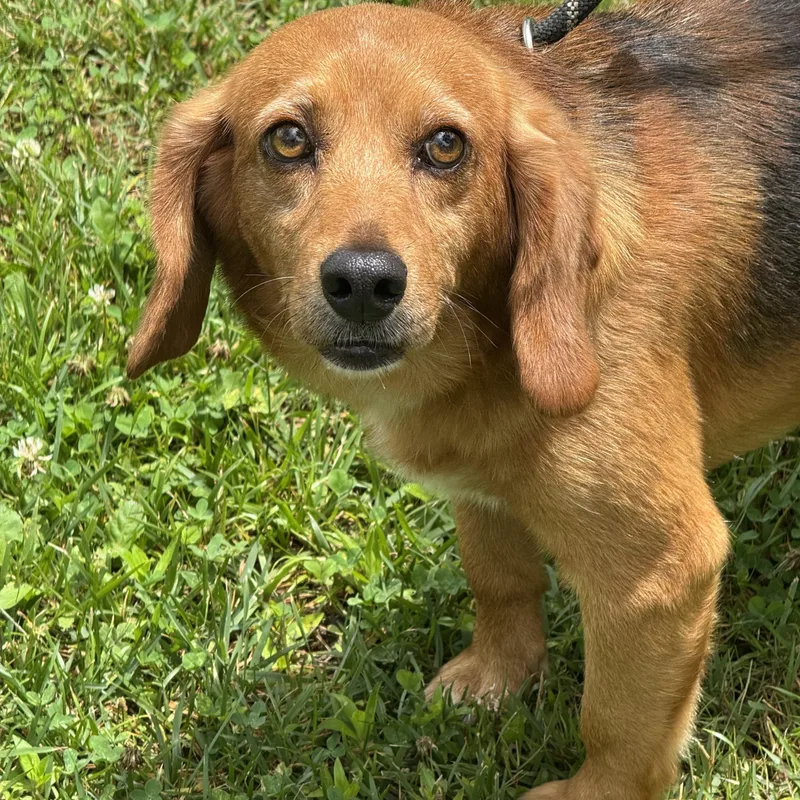 An adult small-sized male Black Beagle dog named John Deer for adoption in Meherrin, VA