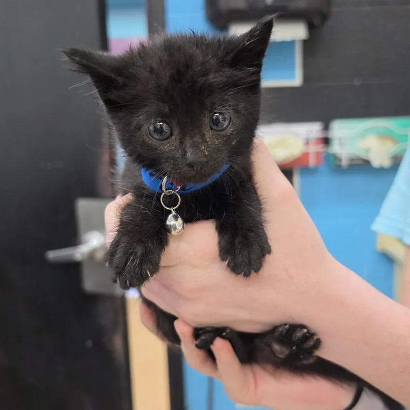 A baby small-sized male Black Domestic Short Hair cat named Little Red for adoption in Ardmore, OK