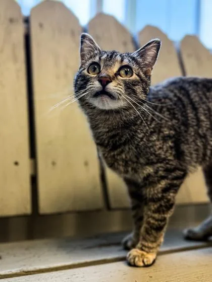 A young medium-sized female Domestic Short Hair cat named Momma for adoption in Buffalo, MN