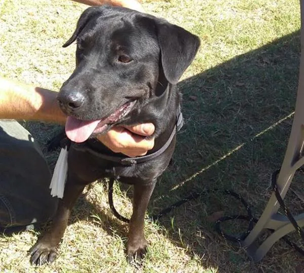 An adult large-sized female Rottweiler dog named Wetherford for adoption in Austin, TX