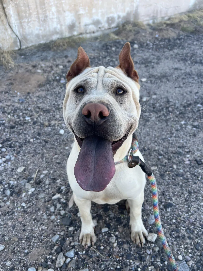 An adult medium-sized male Shar-Pei dog named Rocco for adoption in Lake Forest, CA