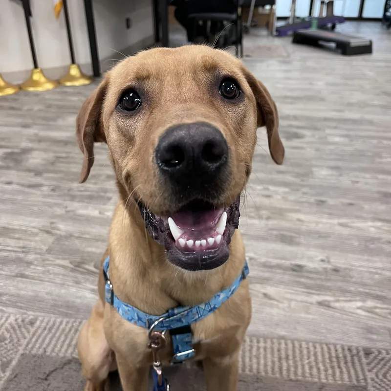 A young medium-sized male Labrador Retriever dog named Rusty for adoption in Hollis, NH
