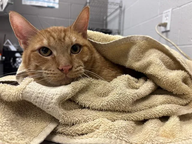 An adult large-sized male Domestic Short Hair cat named Lasagna for adoption in Indianapolis, IN