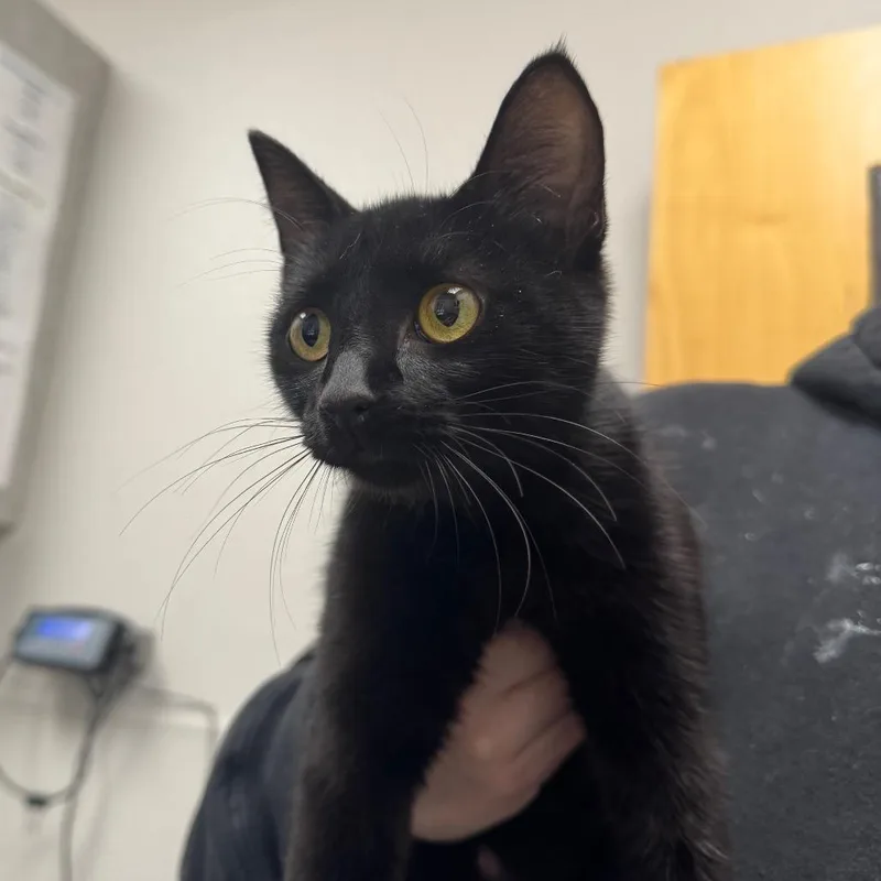 A young medium-sized female Black Domestic Short Hair cat named Poet for adoption in Columbiana, AL