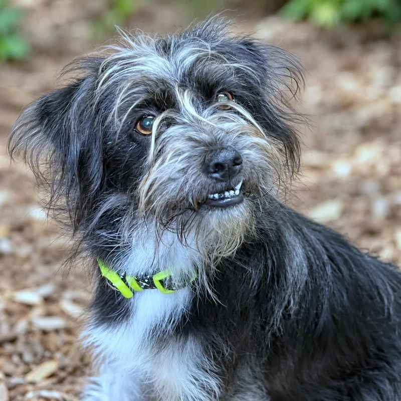 An adult small-sized male Gray / Blue / Silver Schnauzer dog named Bentley for adoption in Boerne, TX