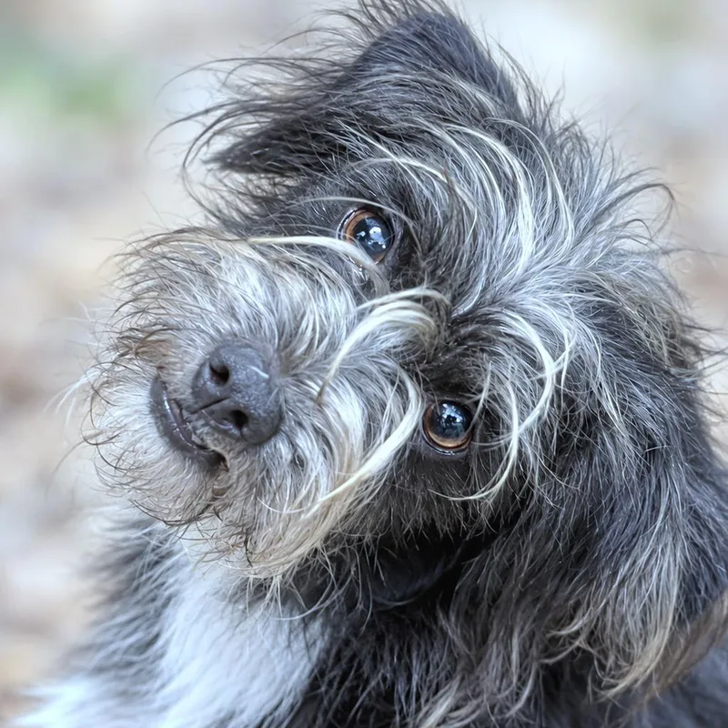 Bentley thumbnail 2