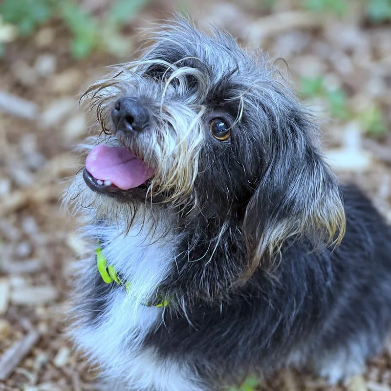 Bentley thumbnail 4