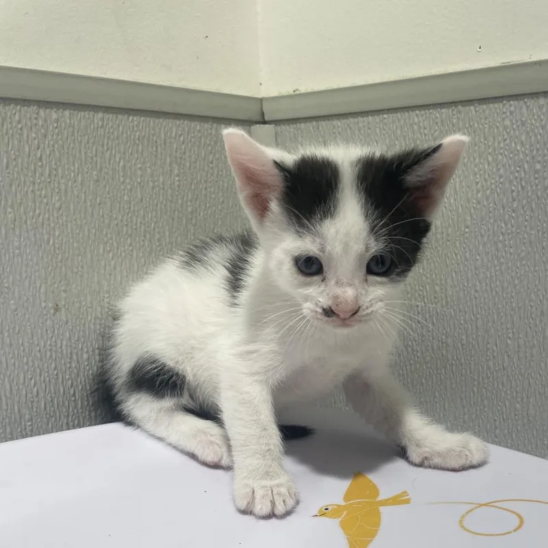 A baby small-sized male White Domestic Short Hair cat named Teddy for adoption in Tampa, FL