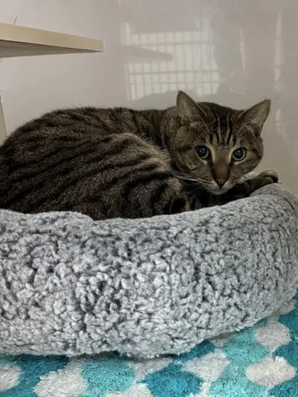 An adult small-sized male Domestic Short Hair cat named Gonzo for adoption in North Miami Beach, FL